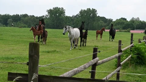 Horse and foal Stock Footage 276900728