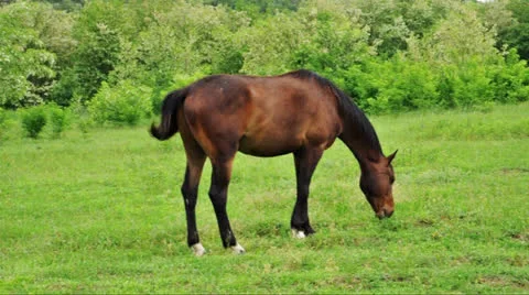 A horse and foal gallops in front of a grazing horse Stock Footage 24369768