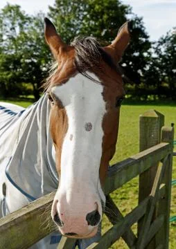 Horse and gate Stock Photos