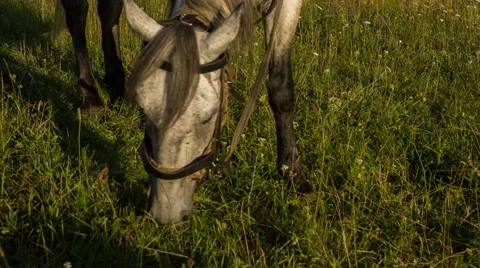 Horse and grass 動画素材 52383644
