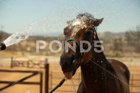 Horse and Hose Stock Photos
