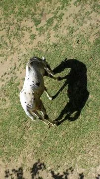 The horse and the shadow. Stock Photos