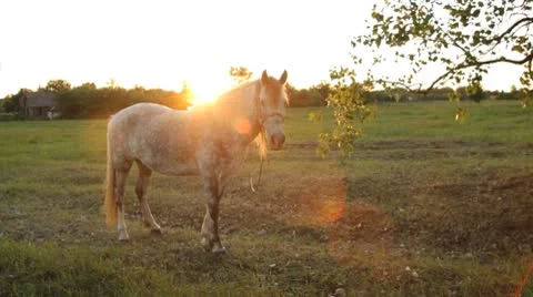 Horse and sun Stock Footage 8894478