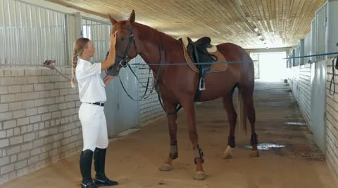 Horse And Trainer. Three Frames. Video stock 22287523