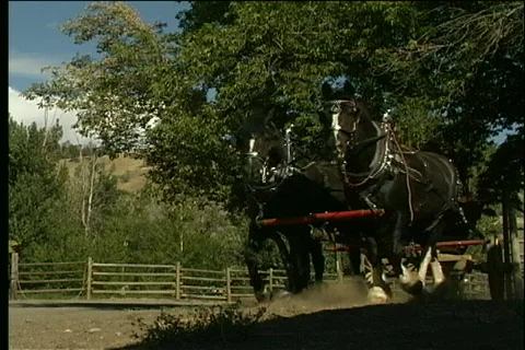 Horse and Wagon Video stock 343552