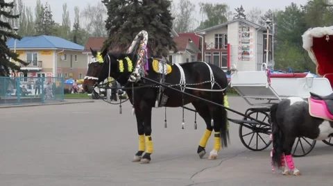 Horse And Wagon Stock Footage 5088249