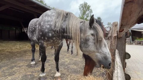 Horse Approaching Camera in Farm Enclosure Video stock 344439365