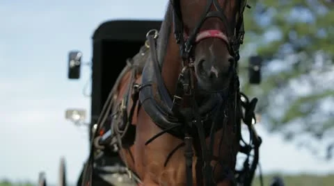 Horse Attached to Buggy Stock Footage 21783174