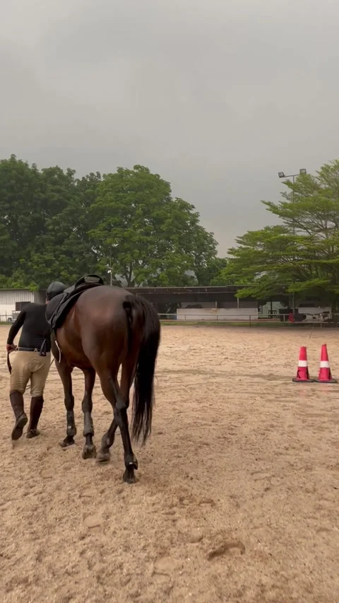 Horse back to stable after finish training for the day Stock Footage 254741298