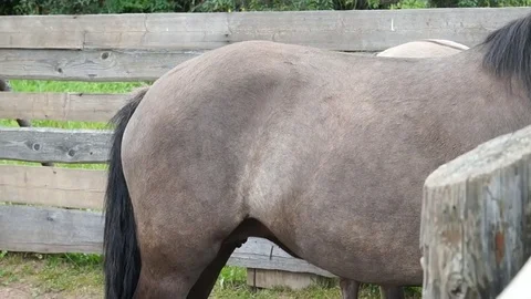 Horse back view Stock Footage 79672987