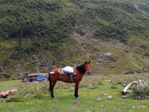 Horse on the background of the mountain Stock Photos