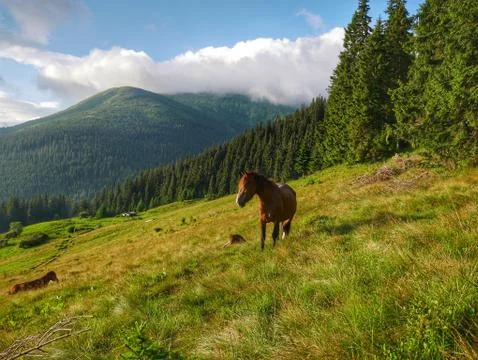 Horse on a background of mountains Stock Photos