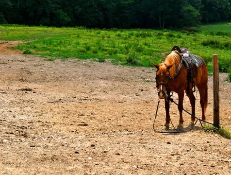 Horse background 写真素材