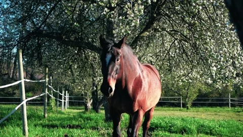 Horse backlit by sun Stock Footage 307957697