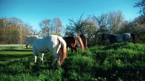Horse backlit by sun Video stock 307957704