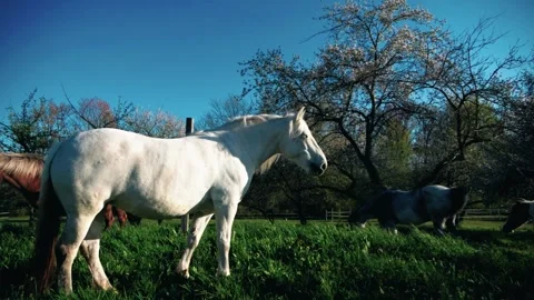 Horse backlit by sun Stock Footage 307957830