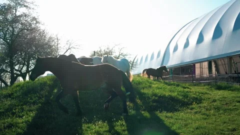Horse backlit by sun Stock Footage 307957971