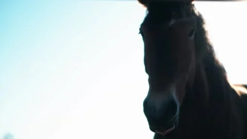 Horse backlit by sun Stock Footage 307958527