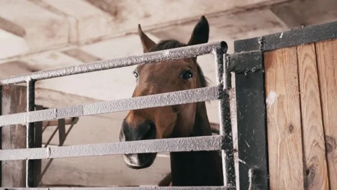 Horse Baring Teeth at Person Pointing Finger Inside Equestrian Stable Stall Stock Footage 339072864