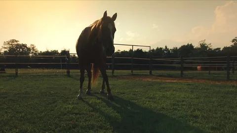 Horse bark in backlight Stock-Footage 77444628