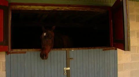 Horse in Barn Stock Footage 11016757
