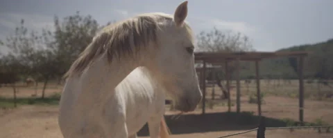 Horse in barn Stock Footage 65878268