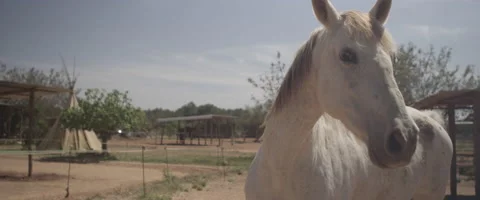 Horse in barn Stock-Footage 65878300