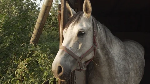 Horse in the barn Stock Footage 93143291