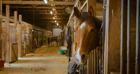 Horse In Barn Stock Footage 116671605