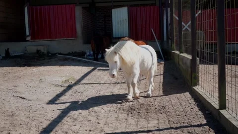 Horse in the Barn Stock Footage 293741376