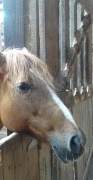Horse in barn Stock Photos