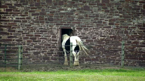 Horse in a barn window Stock Footage 97948