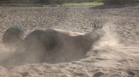 A horse basks in the sand Stock-Footage 56073420