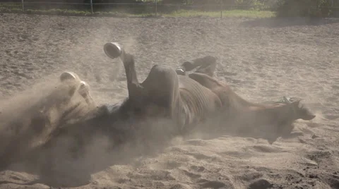 A horse basks in the sand slow motion Stock Footage 55869131