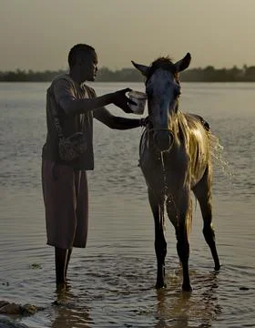 Horse bathing at dawn Stock Photos