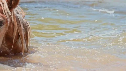 Horse bathing water in the river in summer. 4K slow motion Stock Footage 233534503