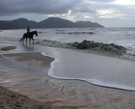  horse on a beach Stock Footage 378115