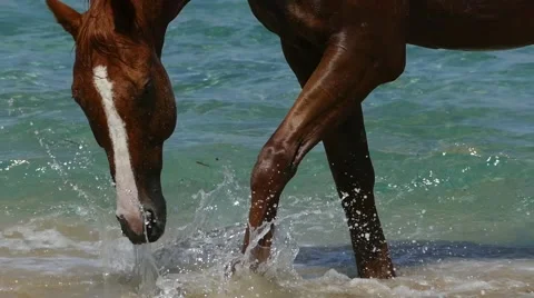 Horse in the beach Stock Footage 41505517