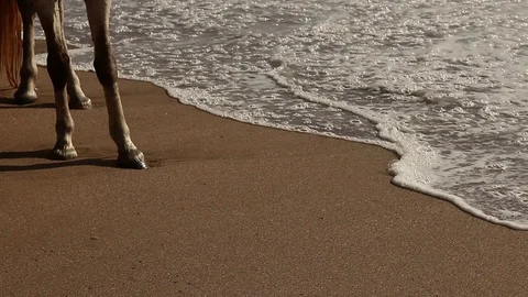 Horse at a beach Video stock 104406022