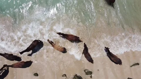 Horse on the beach Stock Footage 171150335