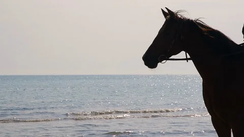 Horse of the beach - ONLY EDITORIAL USE - Stock Footage 99287443
