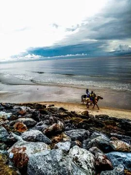 Horse on the beach Stock Photos