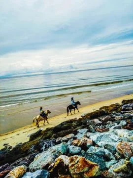 Horse on the beach Stock Photos
