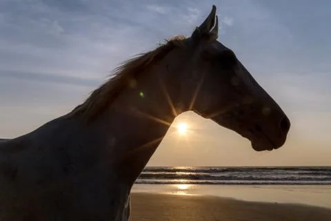 Horse on a beach Stock Photos