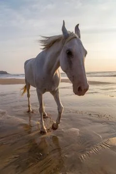 Horse on a beach Stock Photos