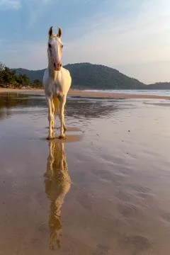 Horse on a beach Stock Photos