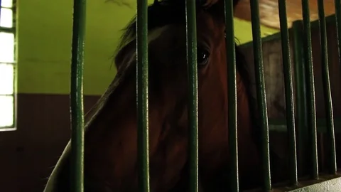 Horse behind bars Stock-Footage 76430141