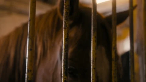 Horse behind bars in stable.mov Stock Footage 163470983
