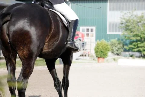 Horse from behind Stock Photos