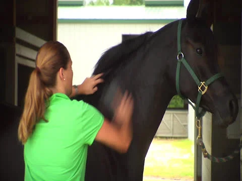 Horse Being Brushed 2 Stock Footage 24257745